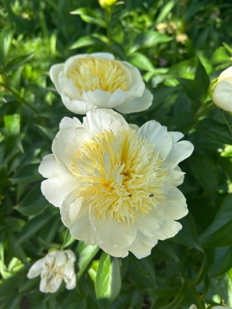 garden treasures