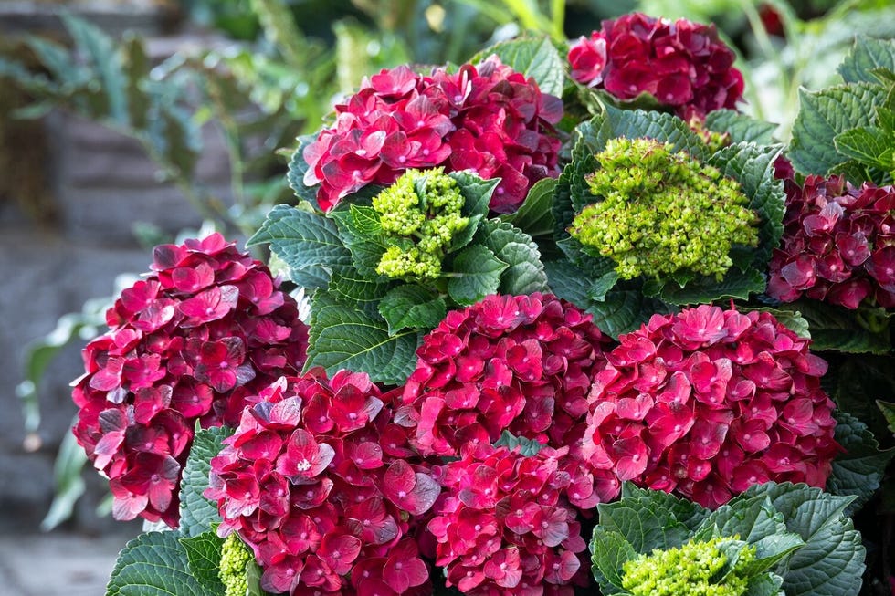 Hydrangea flowers in a planter Hydrangea flowers in a planter