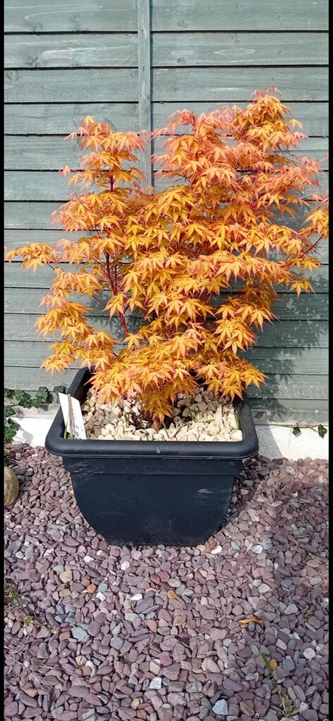More Maples