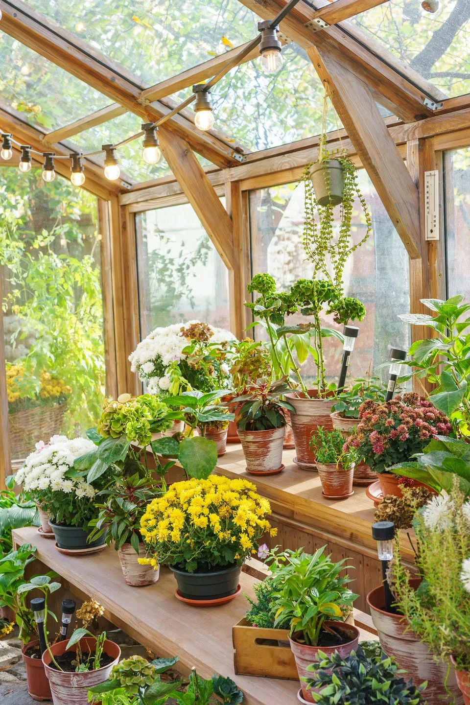 pots with flowers and plants inside greenhouse