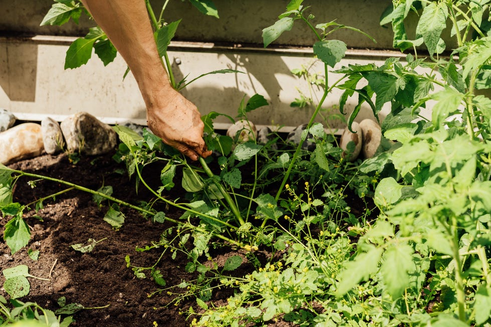 Gardener uprooting weeds near leafy vegetables diy weed killer