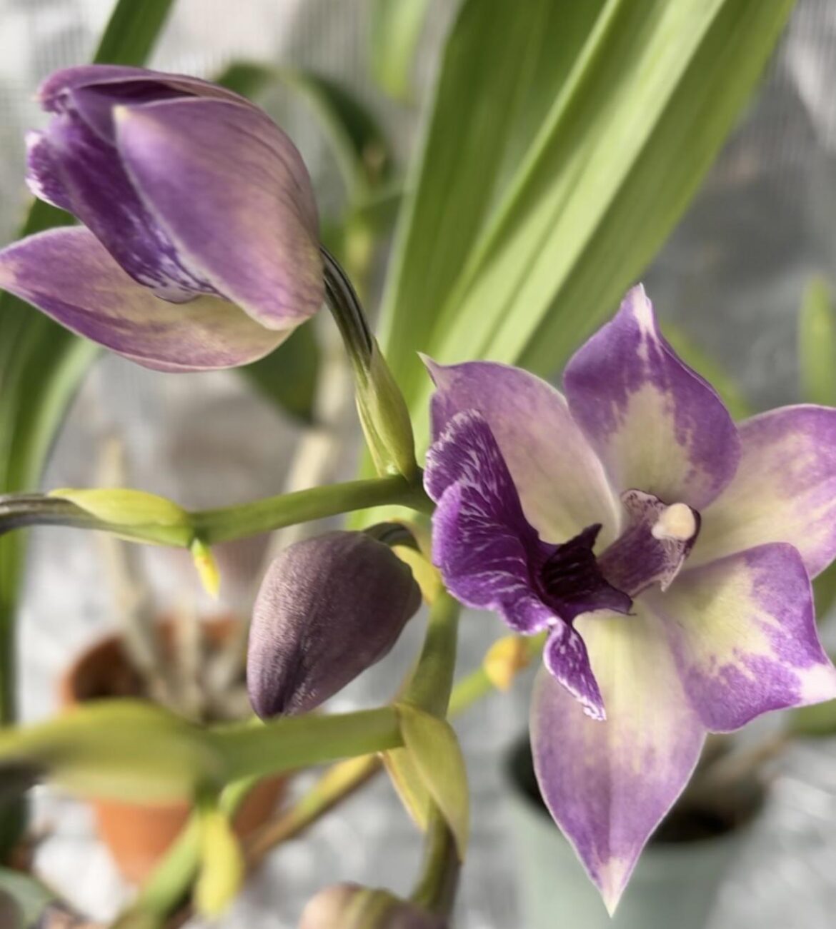 Zygonisia bloom