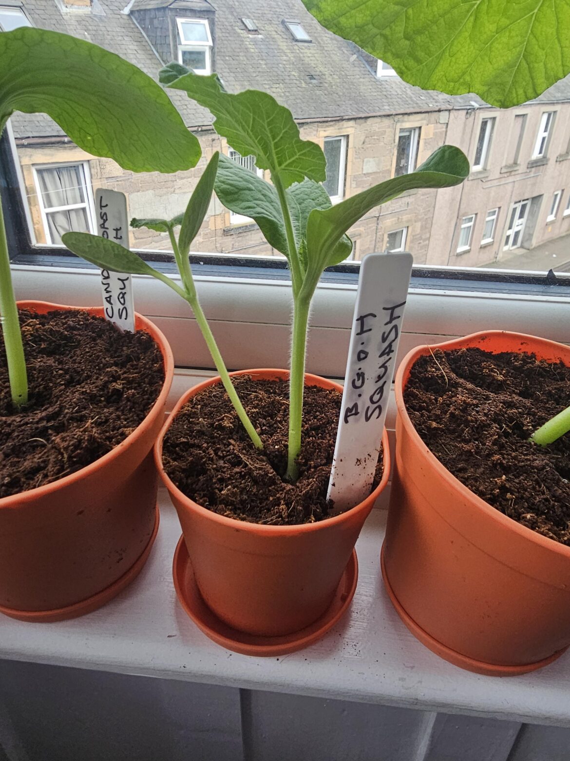 Polyembryonic squash?