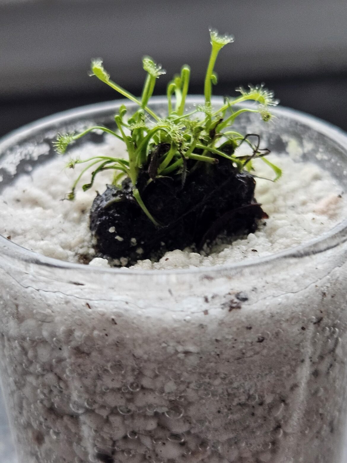 i got me a tiny anthocyanin free sundew.. already love it