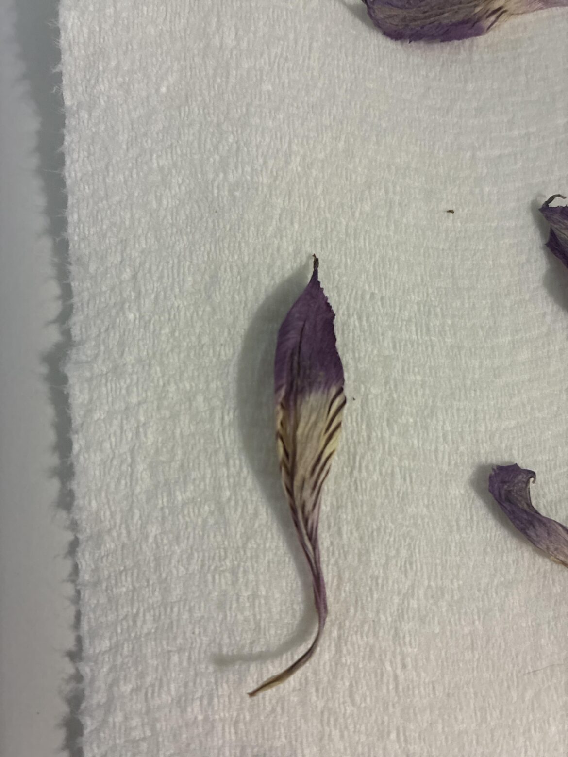 Please help identify this flower my cat ate