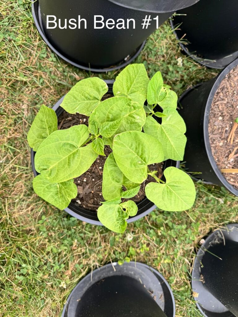 Started late in zone 8a but we’re starting to gain momentum!