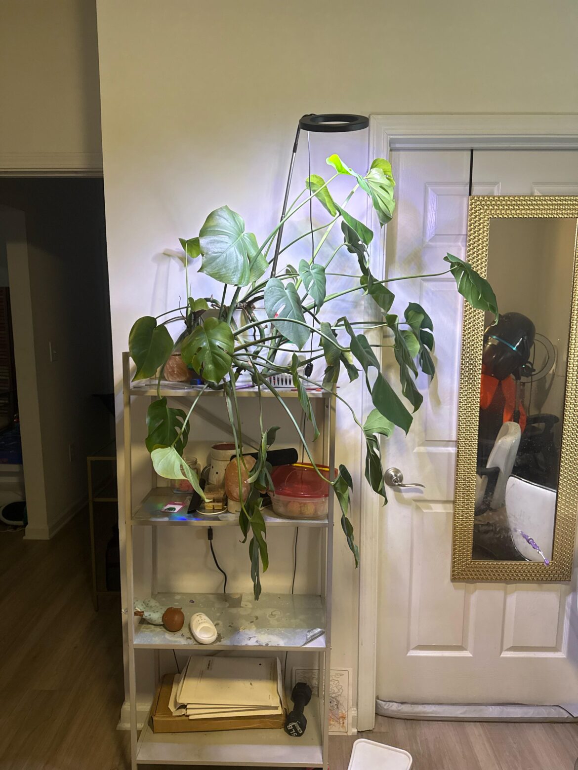 Help! I’m not sure what to do with her or how. I know she’s grown out of this pot size but she does keep producing new leaves, usually smaller than the one it came from but not always. I need any and all advice please