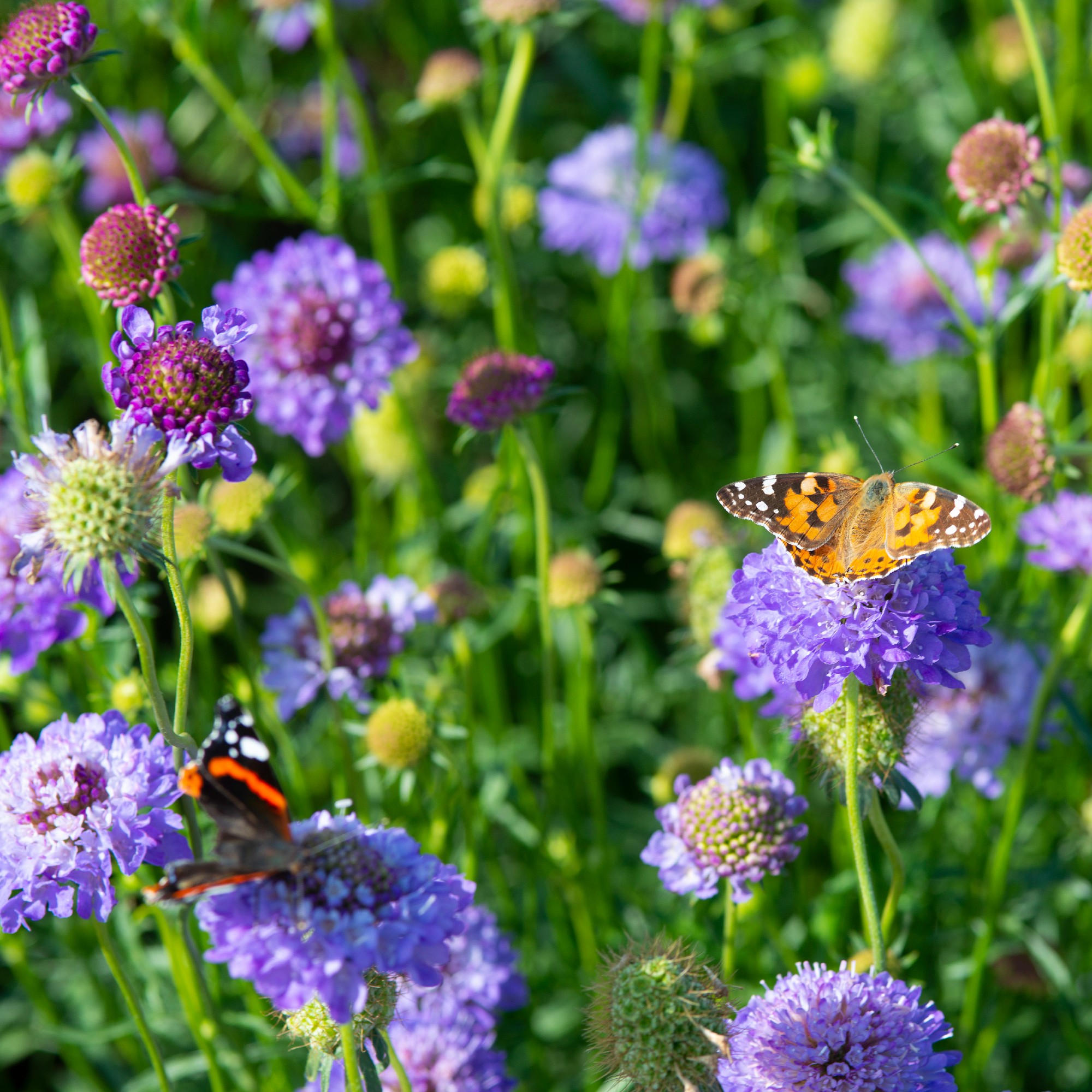 Butterflies on purple scabious flowers in garden