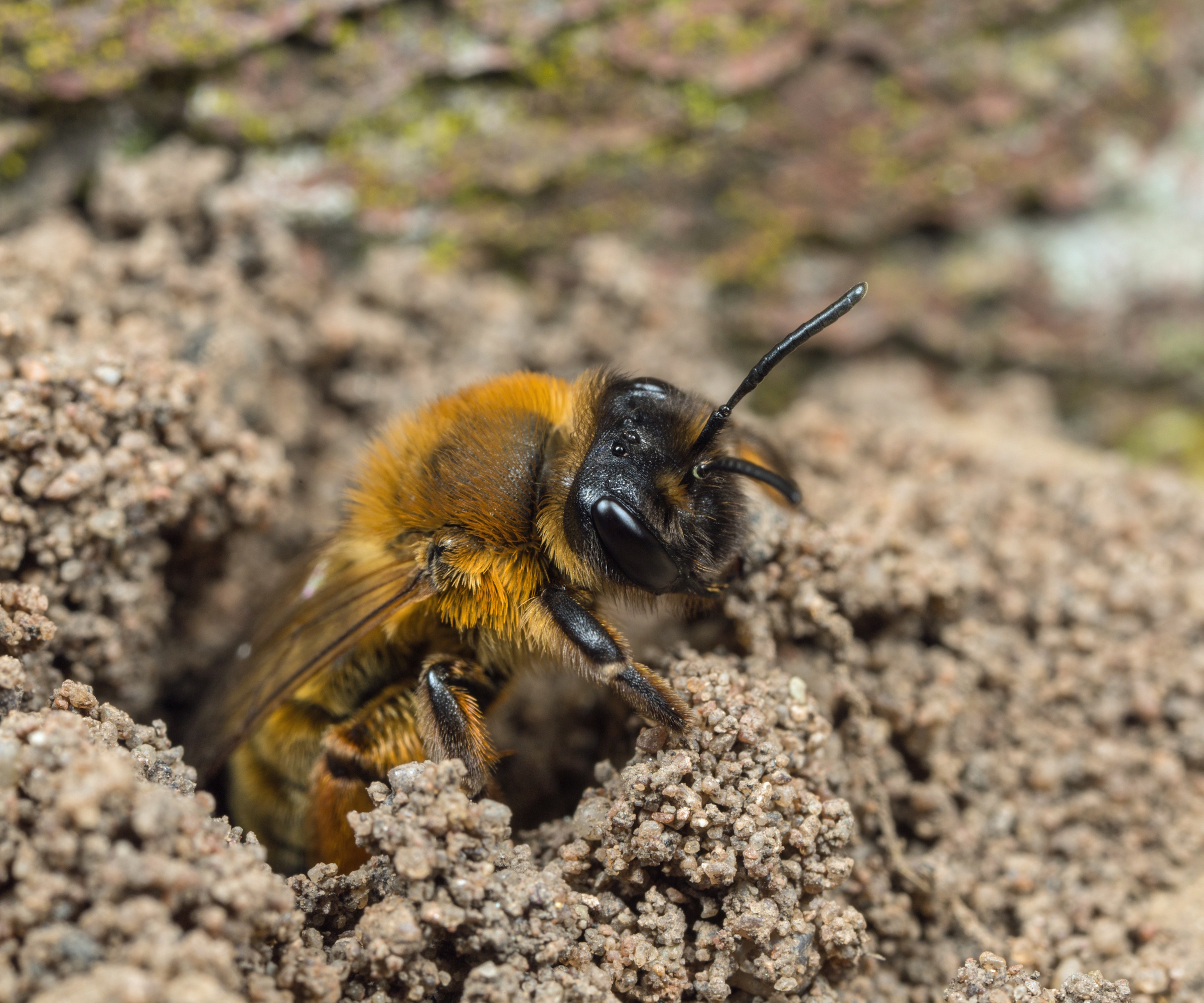 Mining bee nest