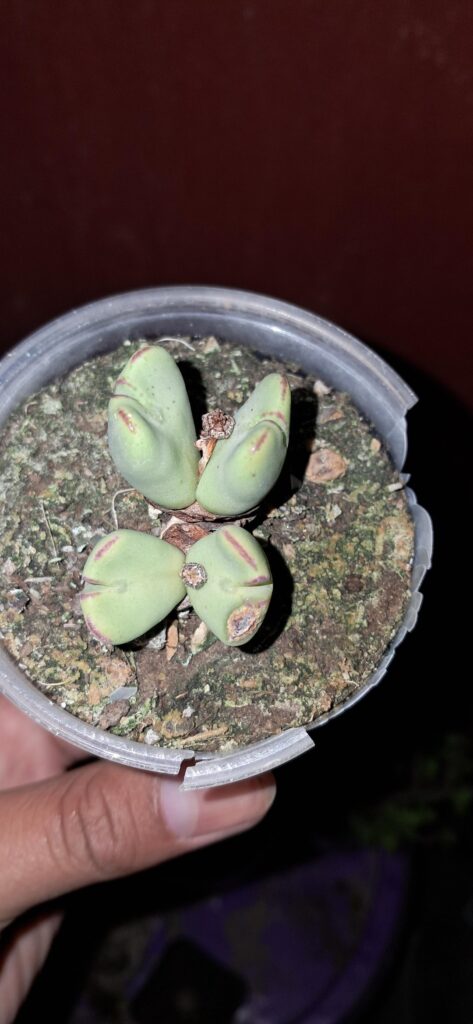Need help id’ing this conophytum Need help id'ing this conophytum
