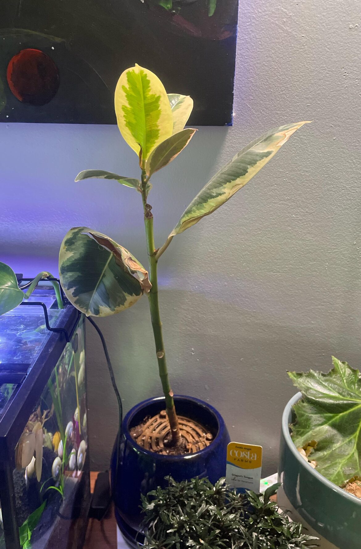 Advice- chop and prop?