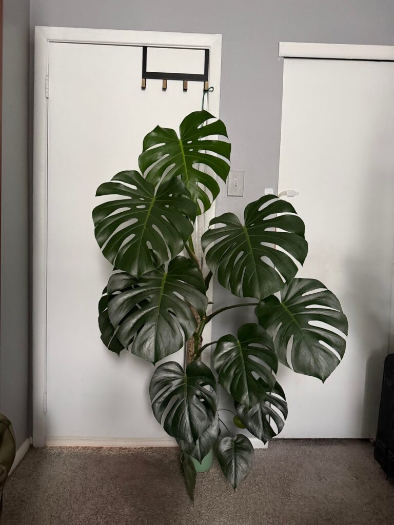 2 Year Old Monster