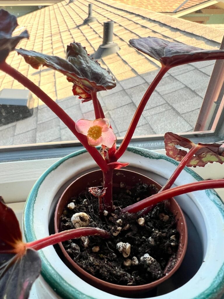 The only begonia flower I’ve ever had 😭 The only begonia flower I’ve ever had 😭