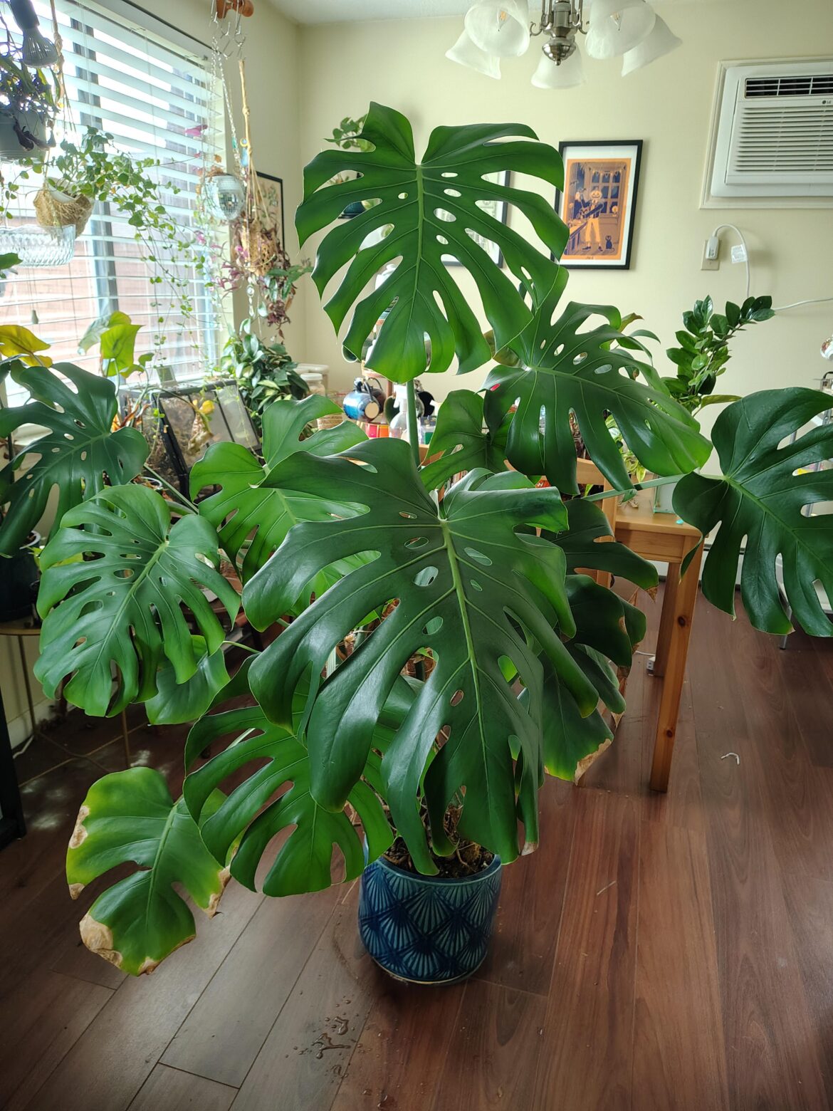 My monstera outgrew my home 🥲 My monstera outgrew my home 🥲