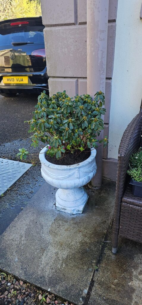 Newbie at gardening