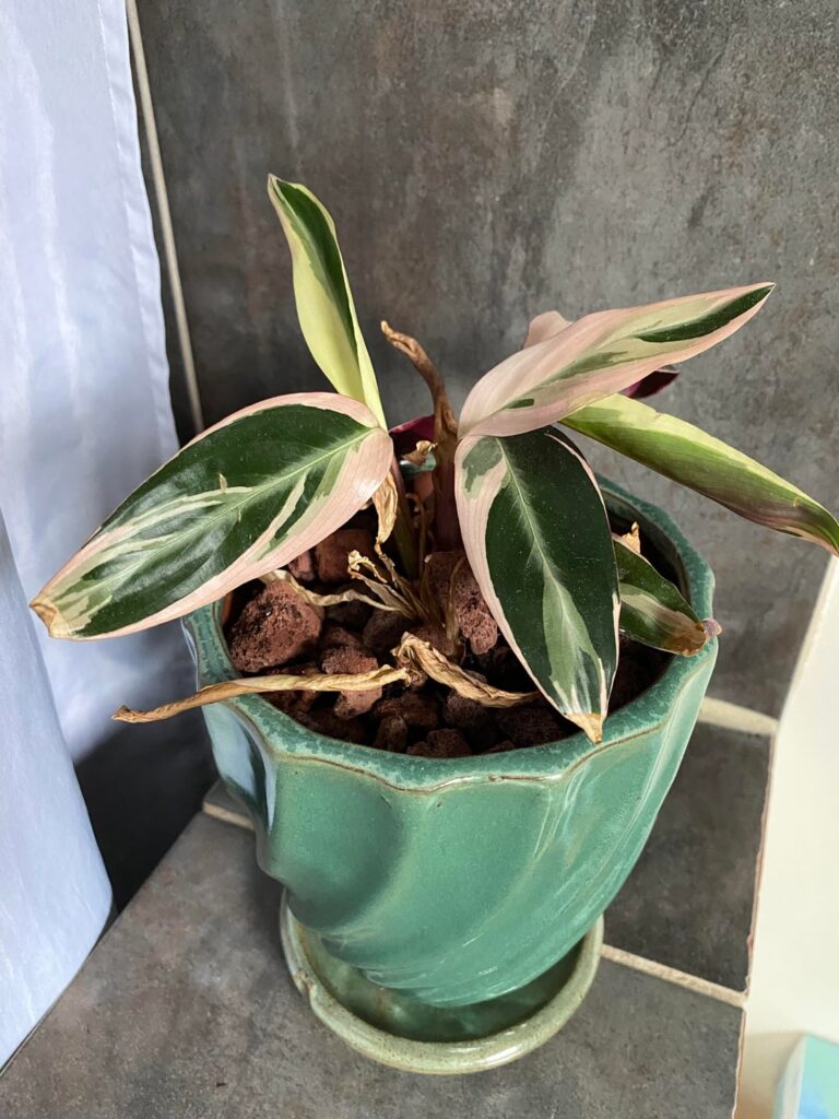 I want my calathea to love me back: a memoir I want my calathea to love me back: a memoir