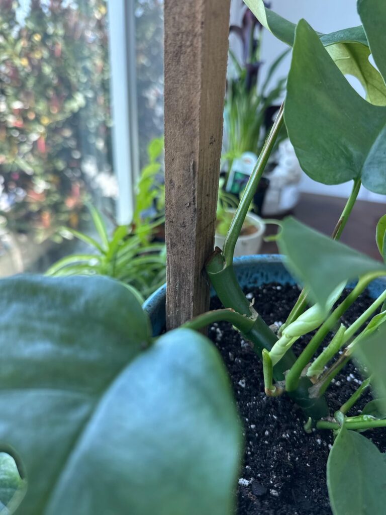 Philodendron minima damage