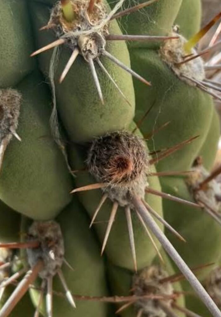 Rare Trichocereus Fuvilanatus flowering soon. Pollen Wanted locally, San Jose, Ca