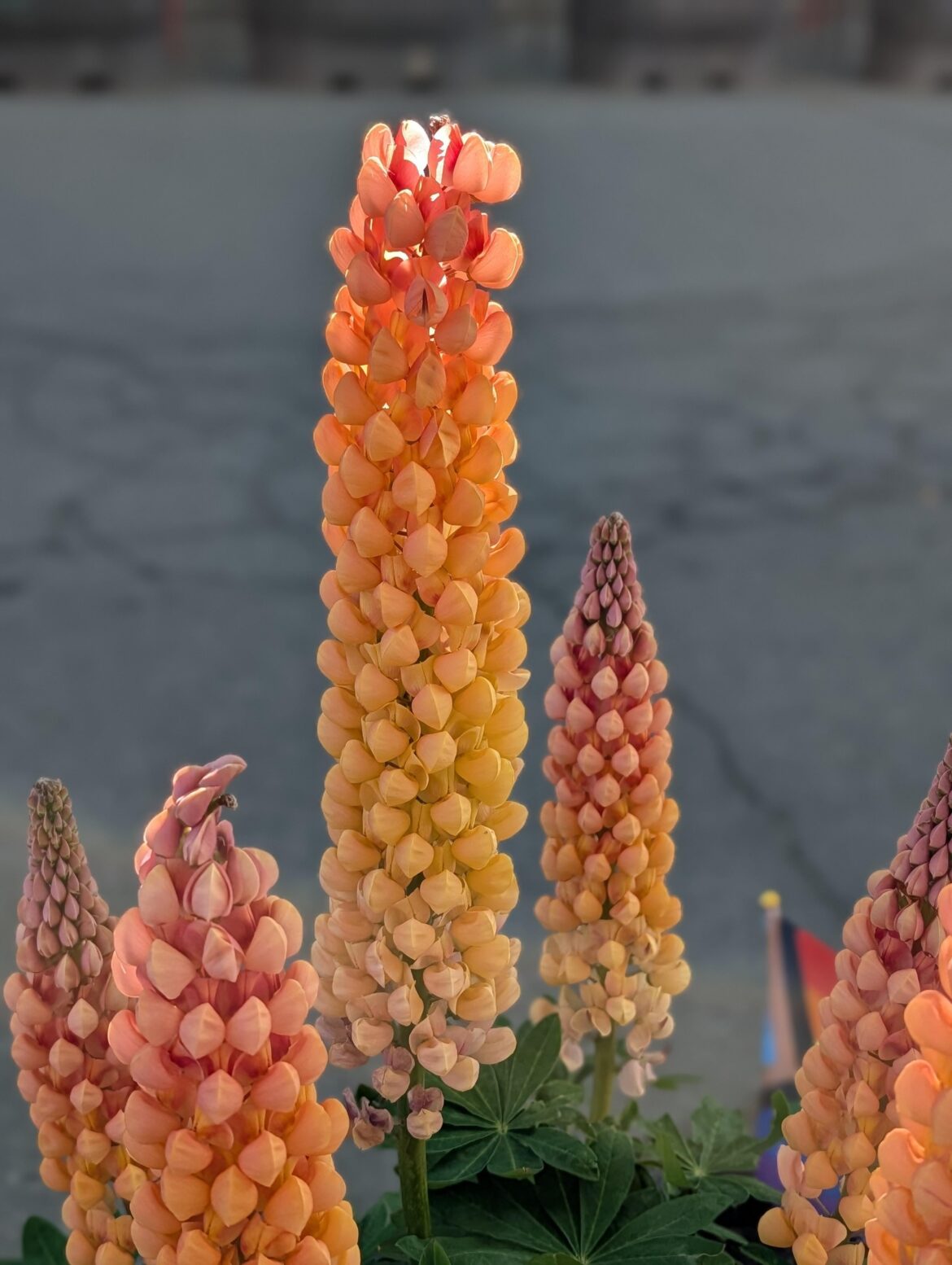 Does anyone know what kind of lupines these are? So stunning!
