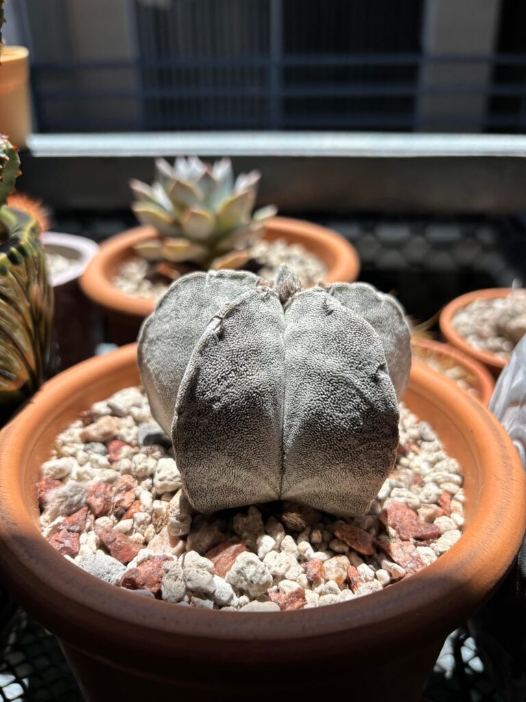 Just wanted to share a few pics of my modest cactus collection