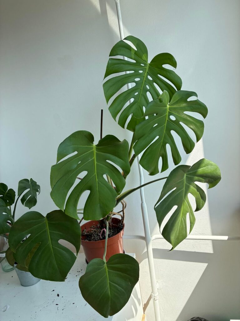 Is it time to chop this guy? Is it time to chop this guy?