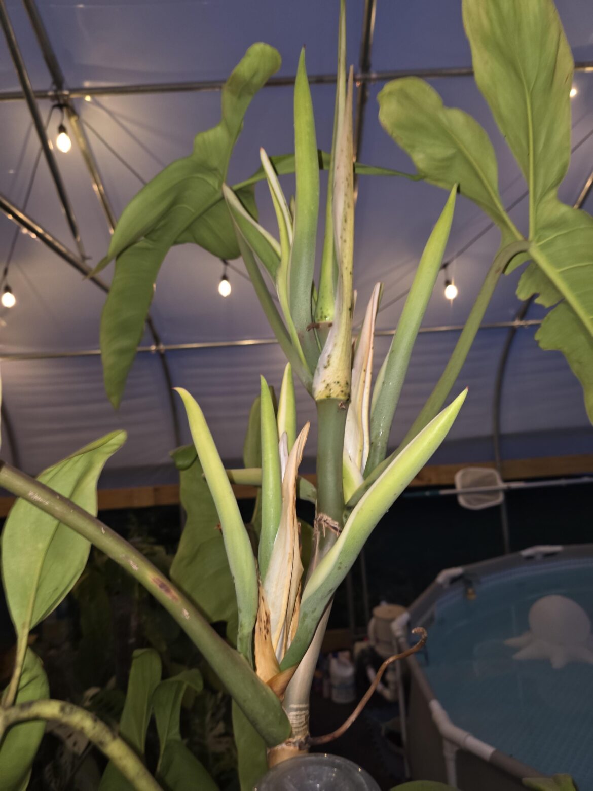 4 yr old Jerry Horne is about to flower for the first time and apparently told the other philos to hold his beer