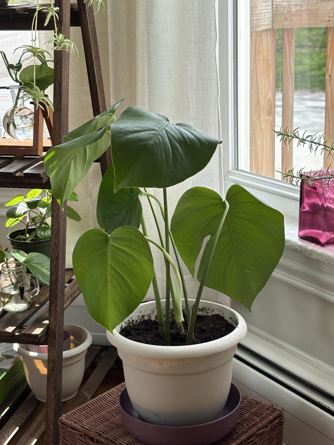 new monstera mom – any advice? new monstera mom - any advice?