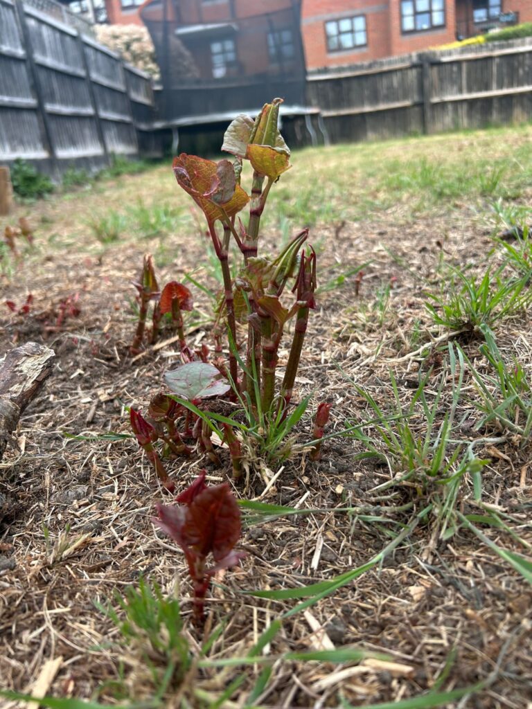 Is this the dreaded and demonised Japanese Knotweed?