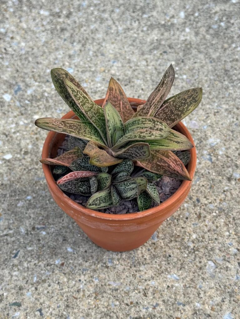 Gasteria 'Little Warty' - 3 Years of Progress