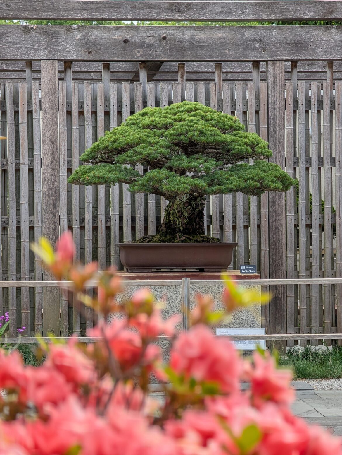 I love the Yamaki Pine
