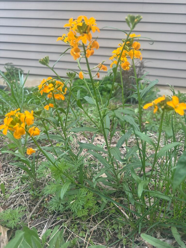 Help Me Identify Please!