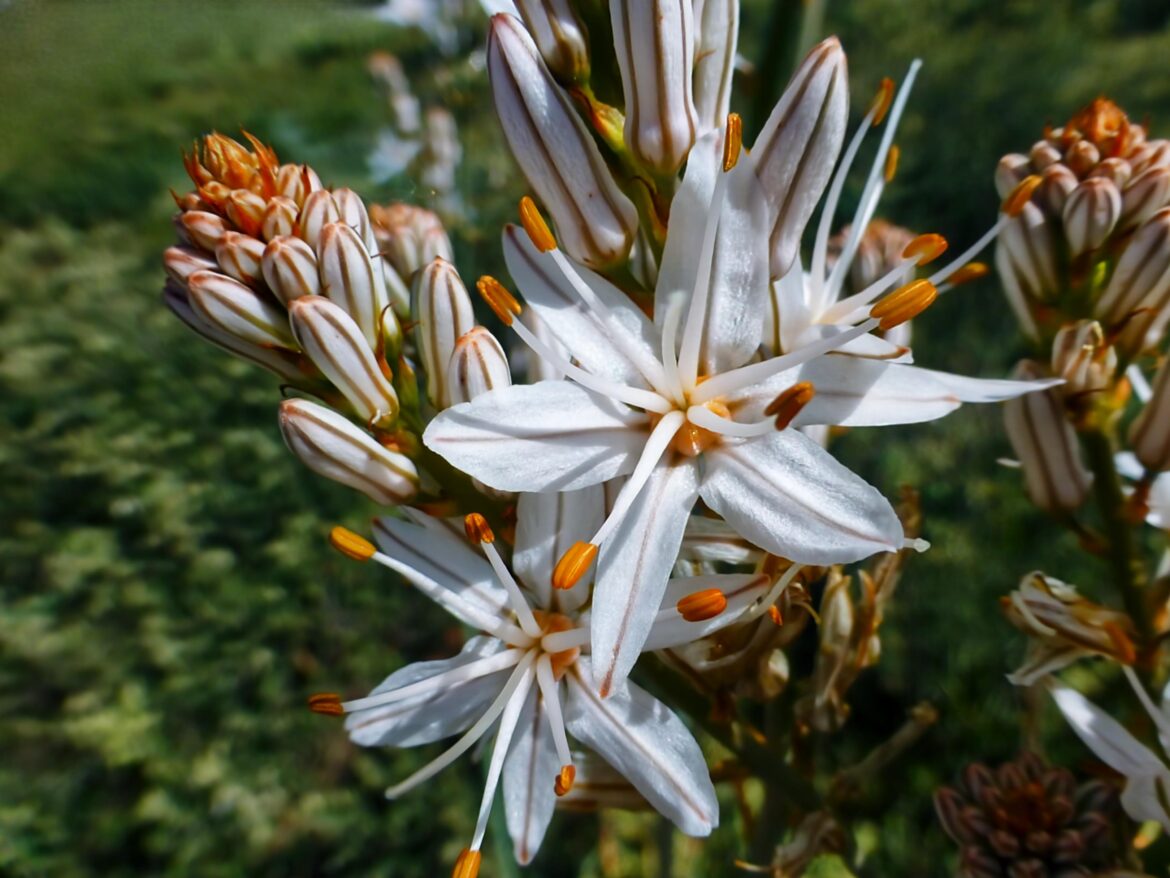 Gamón(Asphodelus ramosus)[OC].