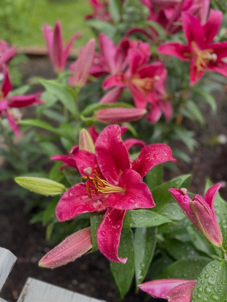 What type of lilies are these?