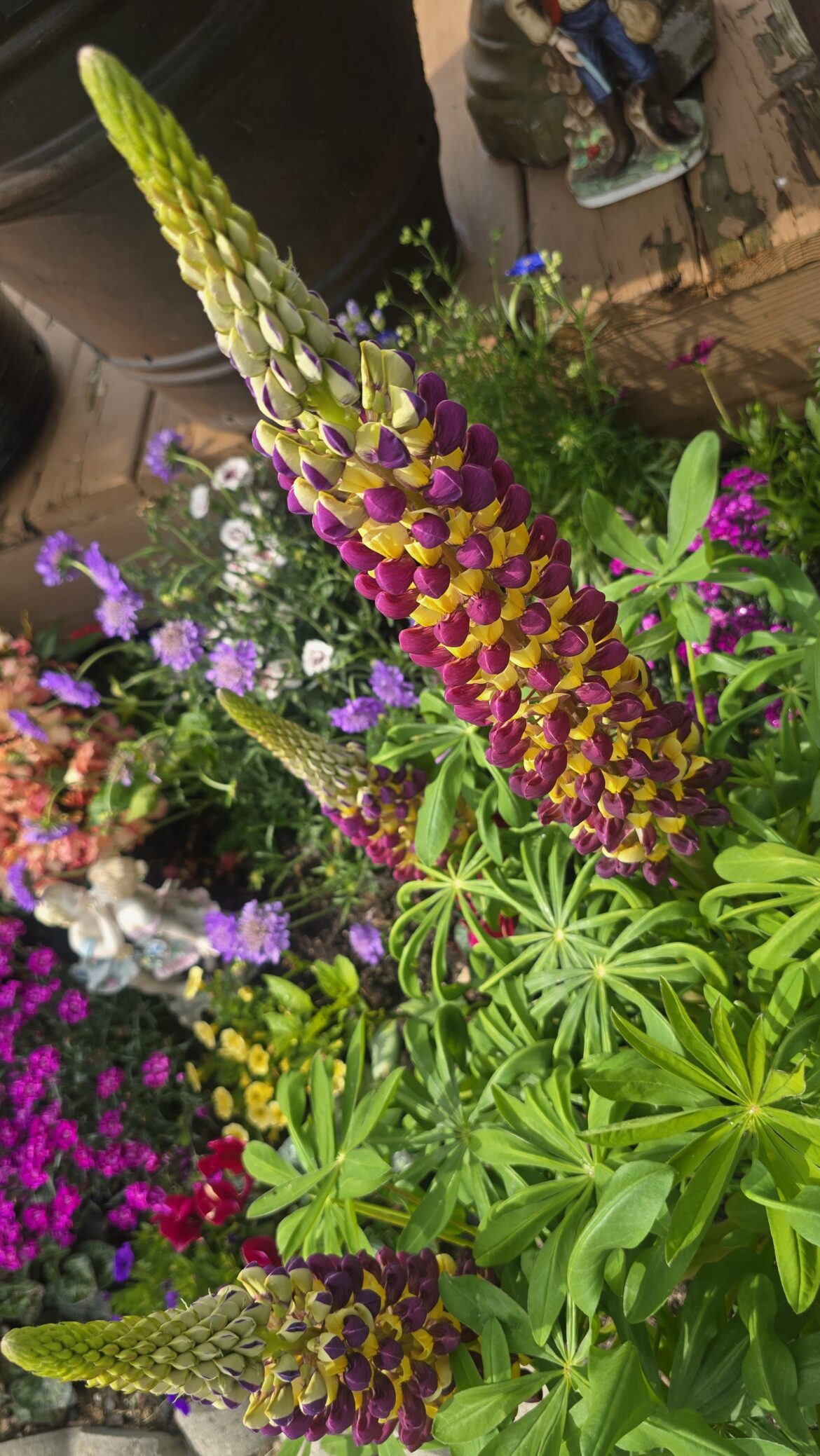 Lupine Manhattan i believe