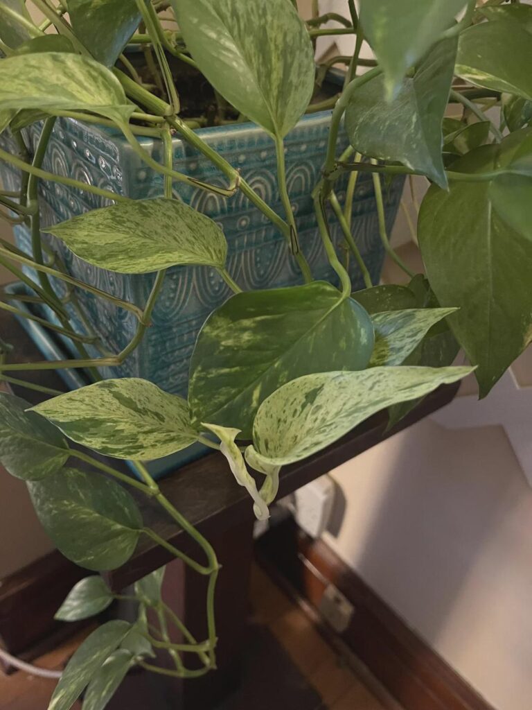Love the look of my golden pothos and marble queen pothos growing in the same pot together