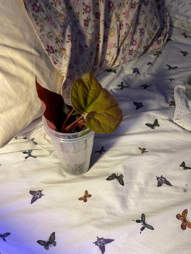 Is this a begonia pavonina or did I get scammed