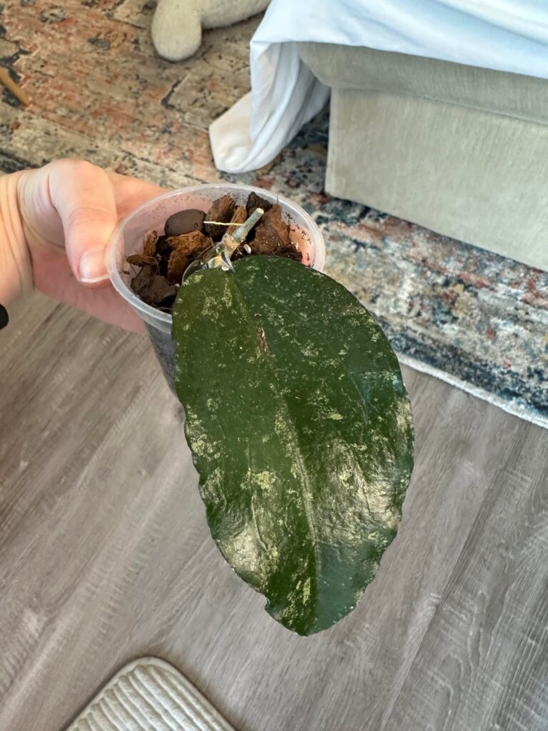 My NOID is growing and its baby leaves are fuzzy!!!
