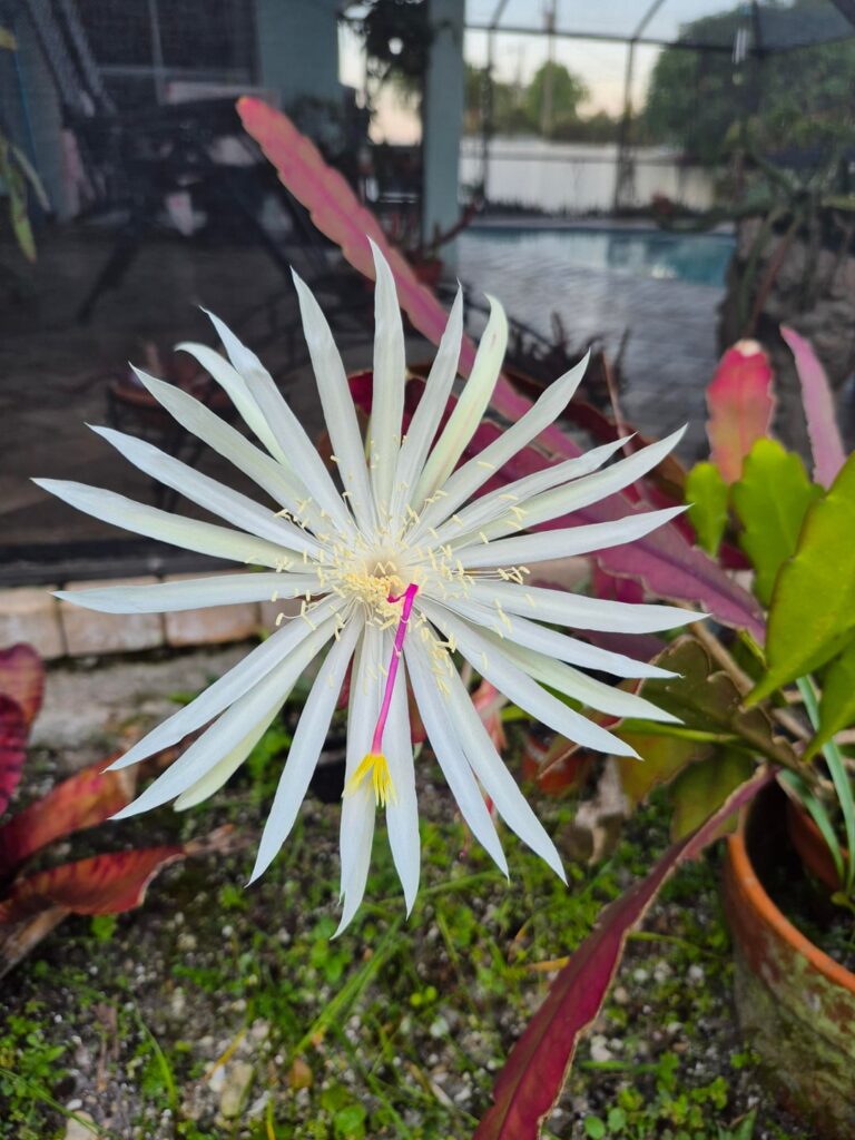 I was given two more blooms last night. The big one is E. hookerii and the smaller some type of series I believe.