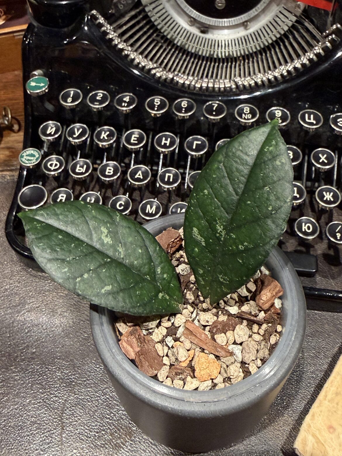 Please, help ID this baby hoya🥺🙏🏻