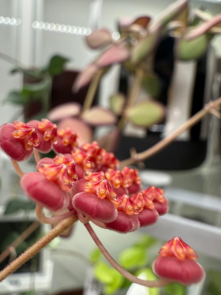 first bloom of my burtoniae ds-70