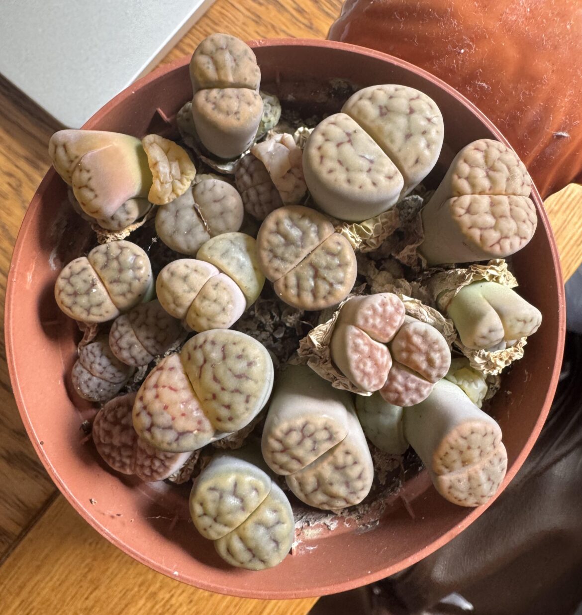 First lithops, thoughts?