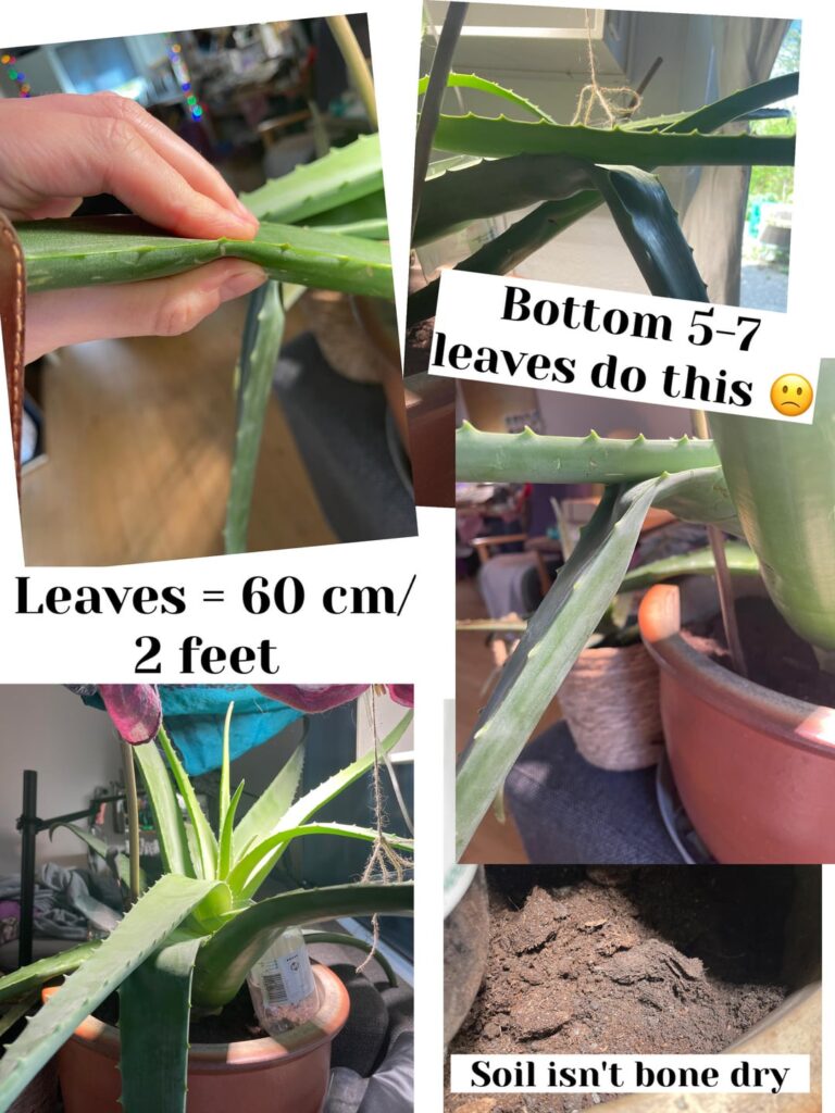 Dents spreading in huge Aloe Vera – help ππ Dents spreading in huge Aloe Vera - help ππ