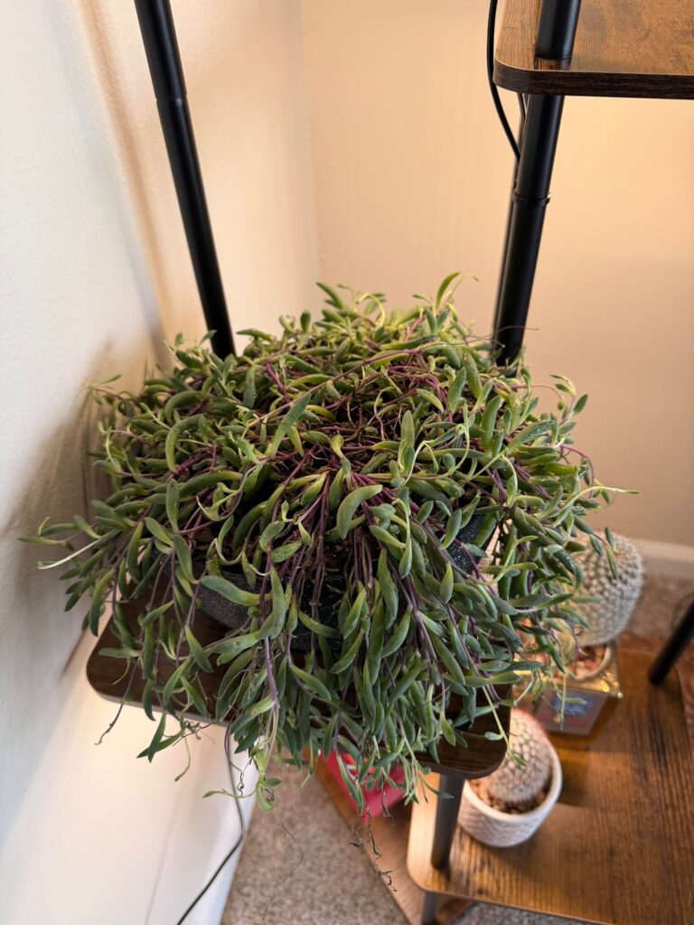 Freshly repotted my rubies