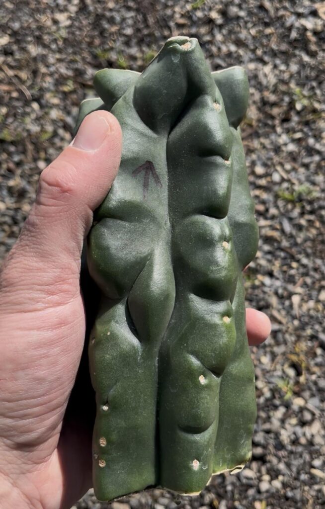 What are your top 5 Trichocereus cacti of all time?? Don’t have to be in your collection yet- list em in the comments! Bonus points for posting pics. Pic: Pure Scop Shrek which I imported from NZ earlier this year