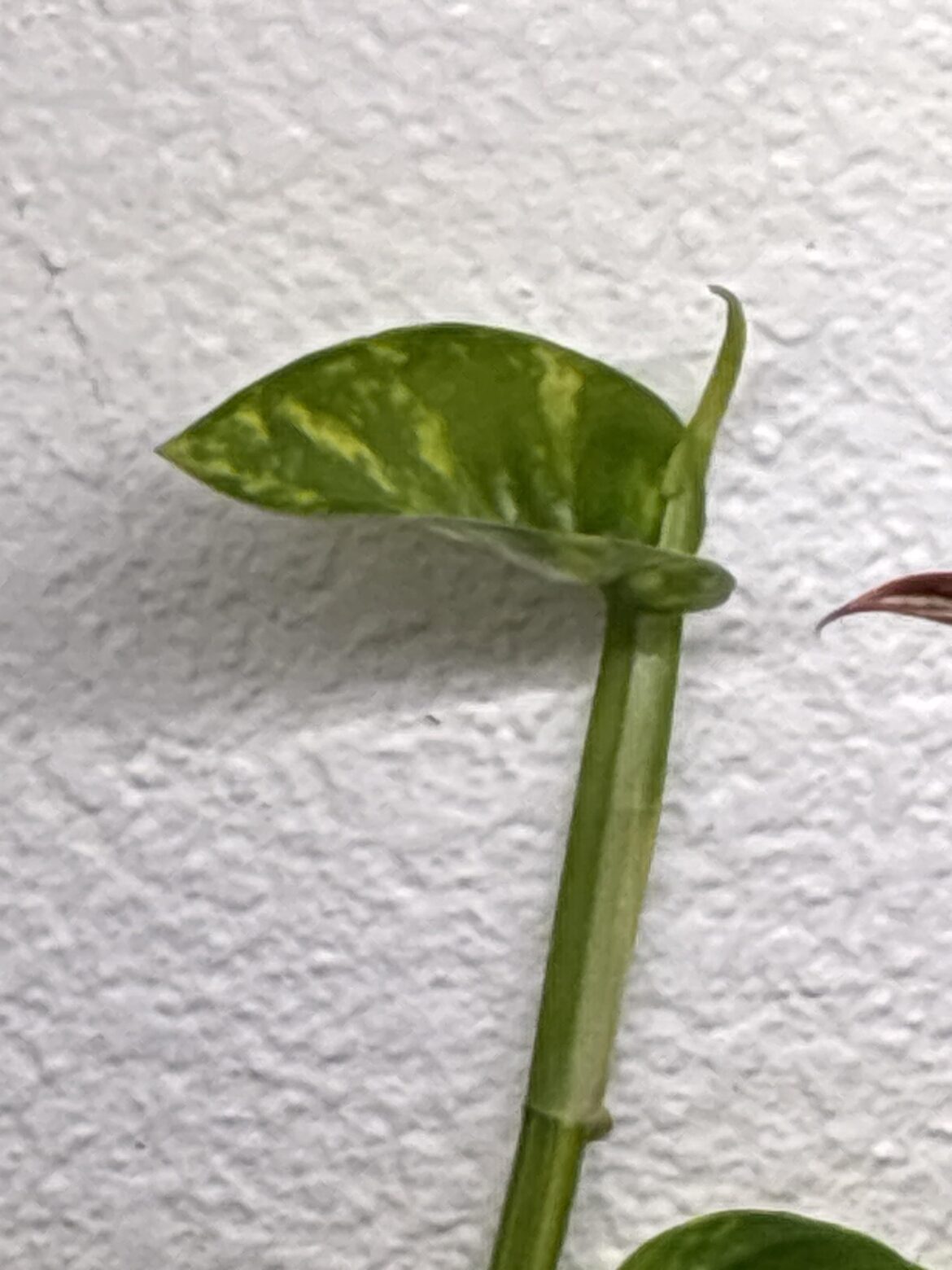 This plant loves drywall 😋 (second time this has happened)