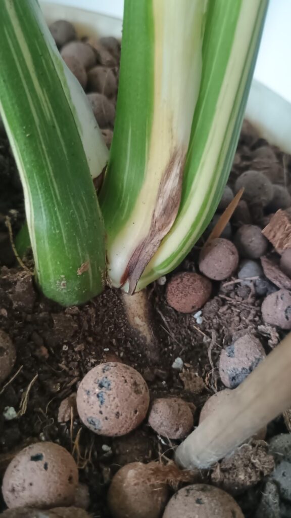 Early sign of root rot? Early sign of root rot?