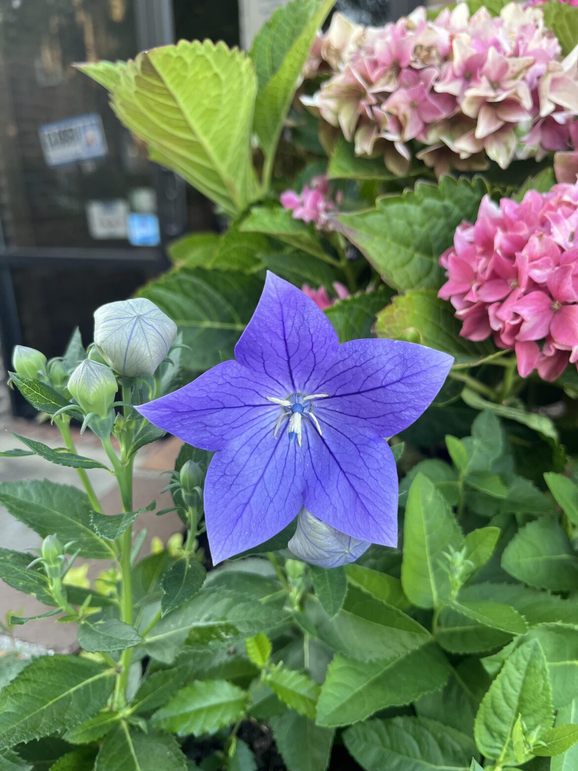 Saw this flower walking into my office — what type?