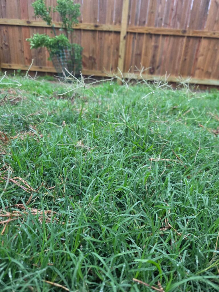 Is the Bremuda Grass?
