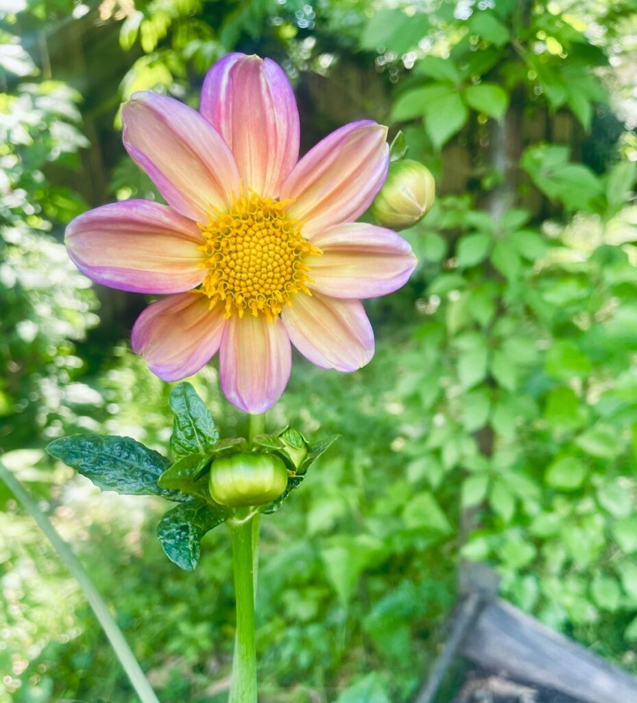 Dahlia the previous tenant grew from seed!