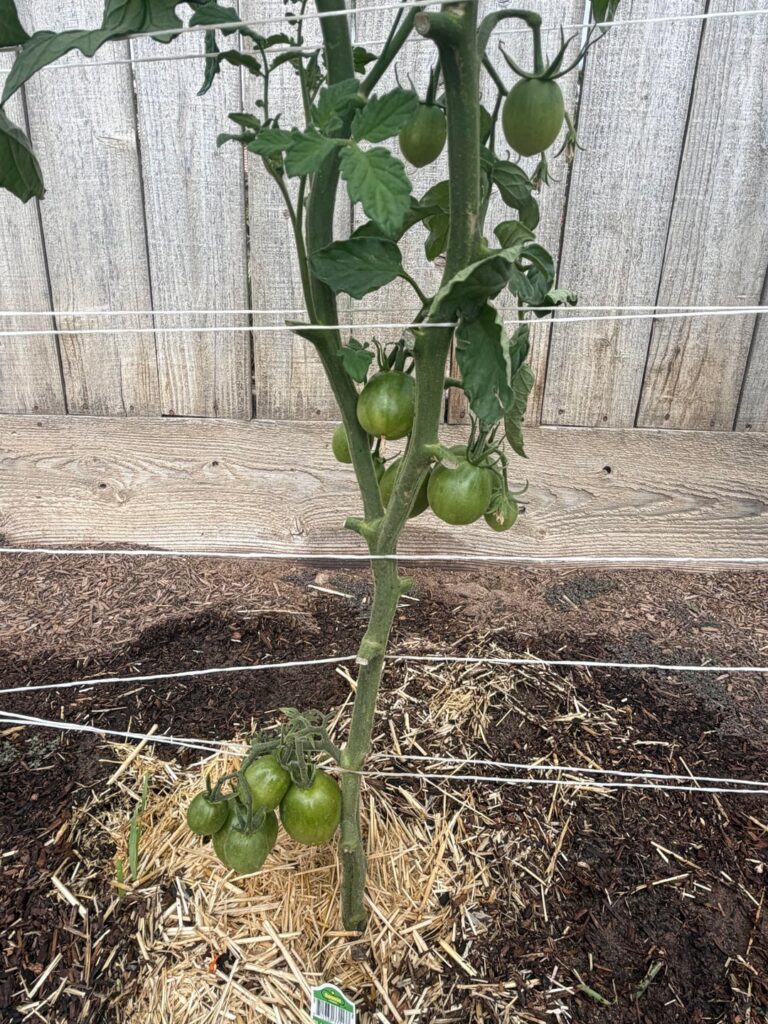 They’re lively this week. Lots of production and growth. They’re lively this week. Lots of production and growth.